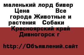 маленький лорд бивер › Цена ­ 10 000 - Все города Животные и растения » Собаки   . Красноярский край,Дивногорск г.